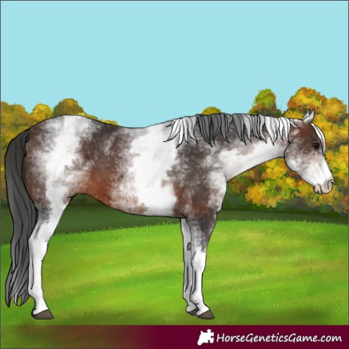 Horse Color:White Spotted Brown