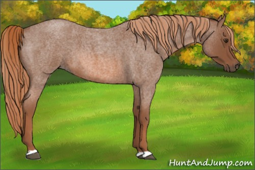 Horse Color:Red Roan