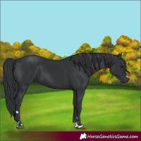 Horse Color:Black 