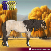 Horse Color:Buckskin Roan 