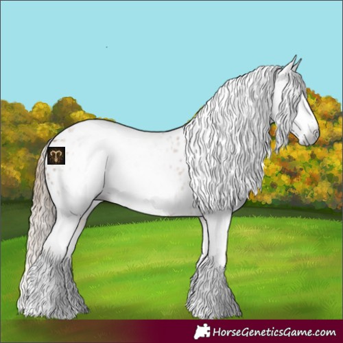 Horse Color:Gray Chestnut Splash Near Leopard