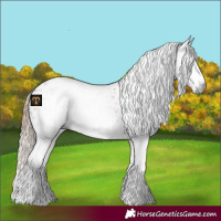 Horse Color:Gray Chestnut Splash Appaloosa 