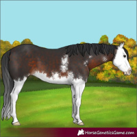 Horse Color:Brown Sabino Splash 