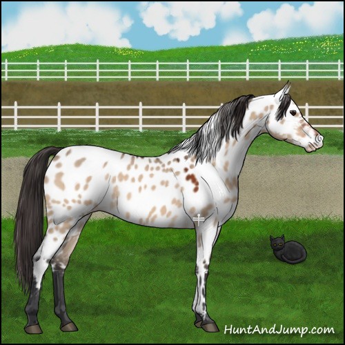Horse Color:Bay Dun Near Leopard