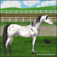 Horse Color:Bay Dun Near Leopard 
