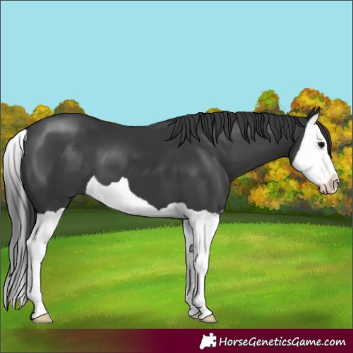 Horse Color:Black Splash 