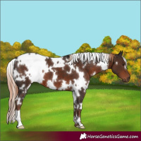 Horse Color:White Spotted Liver Chestnut 