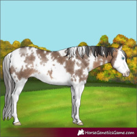 Horse Color:White Spotted Bay Dun Splash 
