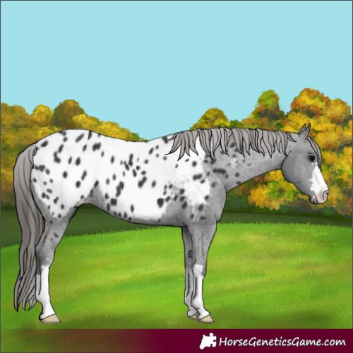 Horse Color:Black Near Leopard 