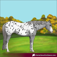 Horse Color:Black Appaloosa 
