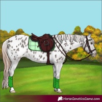 Horse Color:Liver Red Roan Appaloosa 