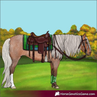 Horse Color:Silver Bay Roan 
