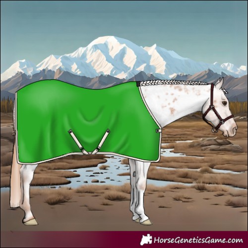 Horse Color:Red Roan Appaloosa 