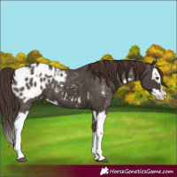 Horse Color:Liver Chestnut Sabino Splash Appaloosa and Liver Chestnut Sabino Splash Appaloosa