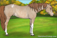 Horse Color:Red Dun Appaloosa  and Red Dun Appaloosa Rabicano 