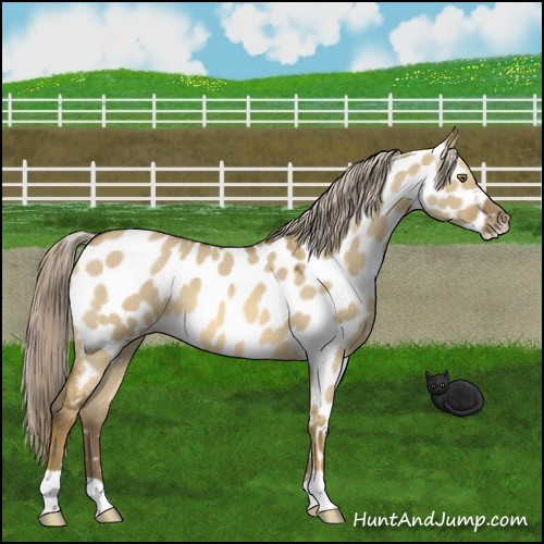 Horse Color:Chocolate Palomino Dun Mushroom Appaloosa