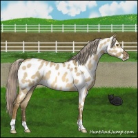 Horse Color:Chocolate Palomino Dun Mushroom Near Leopard 