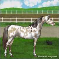 Horse Color:Liver Red Dun Appaloosa 