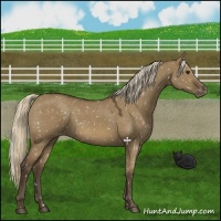 Horse Color:Chocolate Palomino Dun Snowflake Varnish 