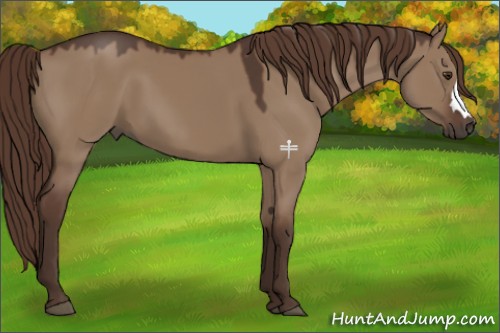 Horse Color:Liver Red Dun 