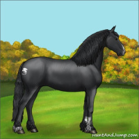 Horse Color:Black Sabino 