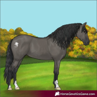 Horse Color:Grullo 