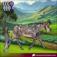 Horse Color:Bay Appaloosa Rabicano