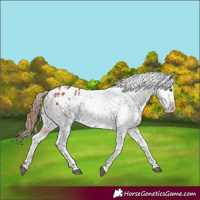 Horse Color:Chestnut Tobiano Appaloosa 