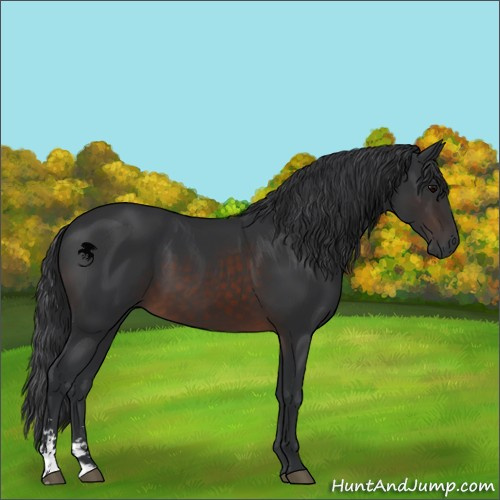 Horse Color:Brown Sabino 