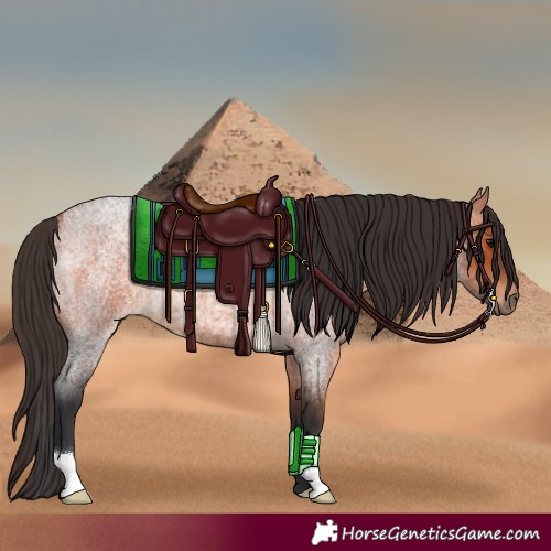 Horse Color:Bay Roan 