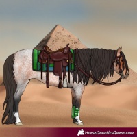 Horse Color:Bay Roan 