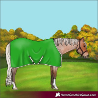 Horse Color:Silver Bay Roan 