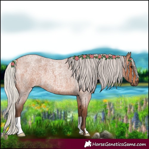 Horse Color:Silver Bay Roan