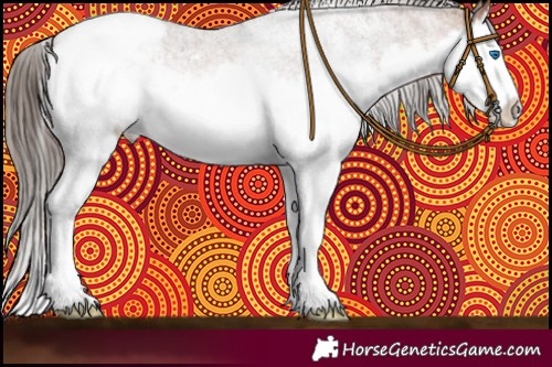 Horse Color:White Spotted Bay Splash Appaloosa 