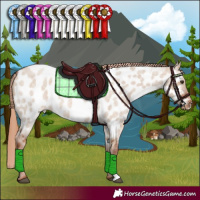 Horse Color:Red Dun Roan Appaloosa 