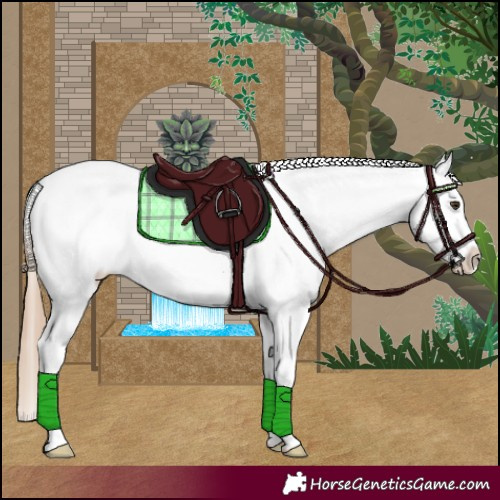 Horse Color:Red Dun Roan Appaloosa 