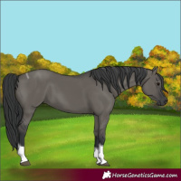 Horse Color:Grullo Tobiano