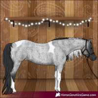 Horse Color:Blue Roan Tobiano 