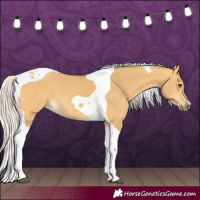 Horse Color:Silver Buckskin Dun Tobiano