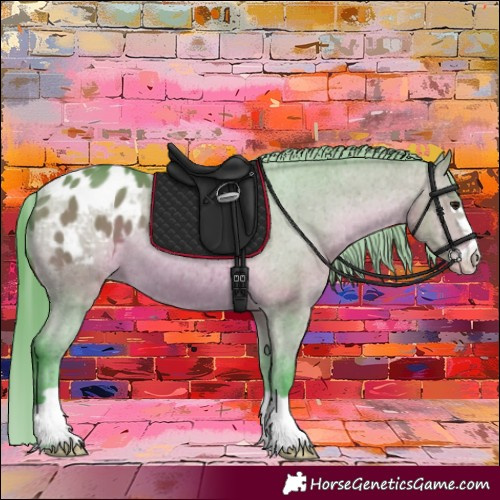 Horse Color:Watercolor Bay Appaloosa 