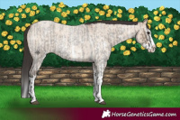 Horse Color:Grullo Roan Sabino Splash  and Bay Roan Dun Sabino Splash 