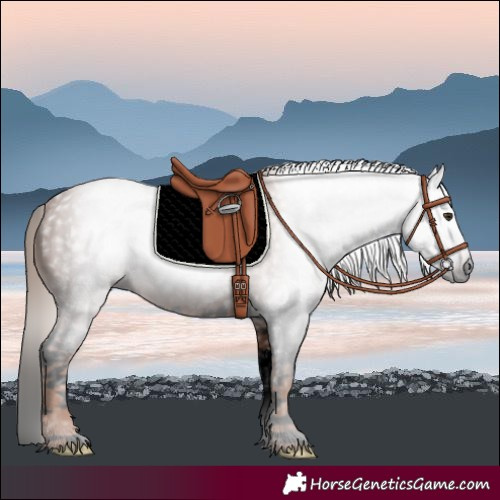 Horse Color:Gray Void Chestnut Splash 
