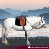 Horse Color:Gray Void Chestnut Splash