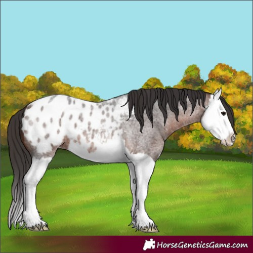 Horse Color:Brown Roan Splash Appaloosa 