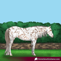 Horse Color:Sable Champagne Near Leopard  and Sable Champagne Near Leopard 