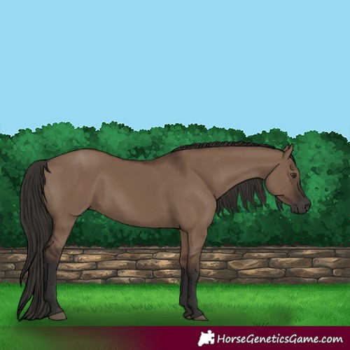 Horse Color:Liver Red Dun Rabicano 