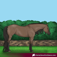 Horse Color:Liver Red Dun Rabicano 