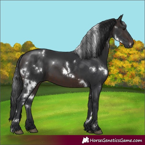 Horse Color:White Spotted Brown 