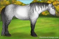 Horse Color:Gray Black