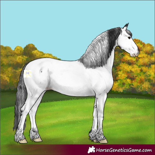 Horse Color:Black Splash Near Fewspot